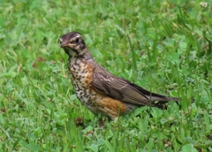 Turdus migratorius