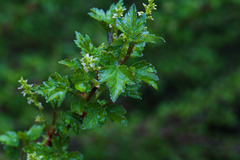 Ribes hudsonianum