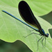 Ebony Jewelwing - Photo (c) Dennis White, some rights reserved (CC BY-NC), uploaded by Dennis White