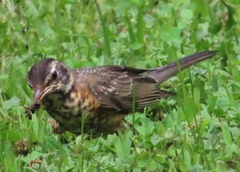 Turdus migratorius