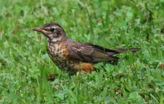 Turdus migratorius