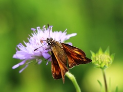 Ochlodes sylvanus