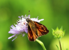 Ochlodes sylvanus