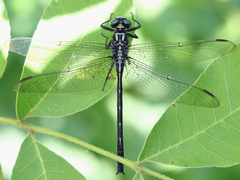 Stenogomphurus rogersi