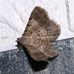 Frederickia stipularia