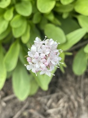 Valeriana capitata