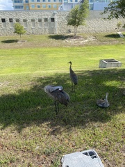 Grus canadensis image