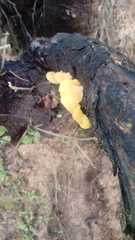 Crepidotus brunswickianus