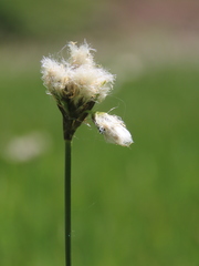 Eriophorum latifolium