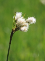 Eriophorum latifolium