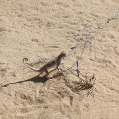 Phrynocephalus guttatus