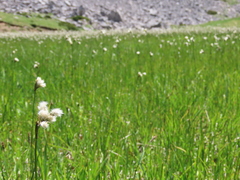 Eriophorum latifolium