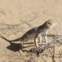 Phrynocephalus guttatus