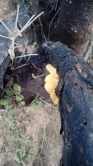 Crepidotus brunswickianus