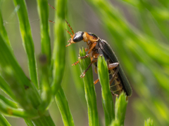 Cantharis nigricans