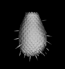 Euglypha strigosa