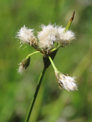 Eriophorum latifolium