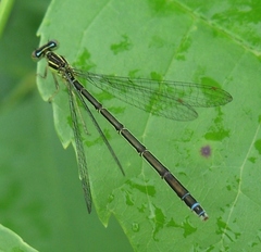 Enallagma antennatum