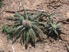 Carduus carlinoides