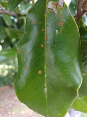 Phyllocnistis magnoliella