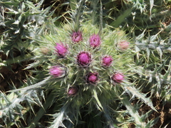 Carduus carlinoides