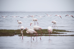 Phoenicopterus roseus