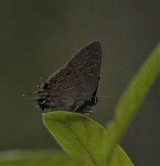 Satyrium liparops