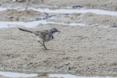 Motacilla capensis capensis