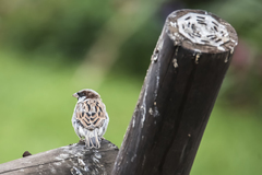 Passer domesticus