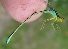 Enallagma antennatum