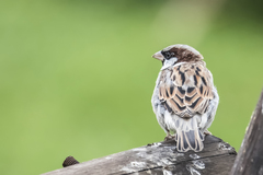 Passer domesticus