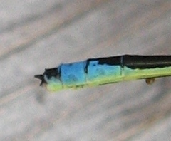 Enallagma antennatum