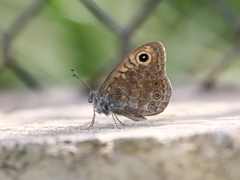 Lasiommata