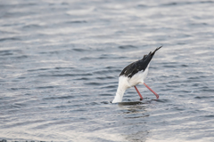 Himantopus himantopus