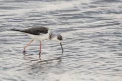 Himantopus himantopus