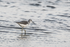Tringa nebularia