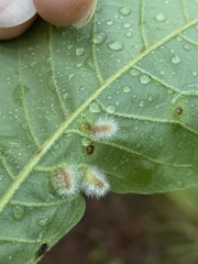 Caryomyia albipilosa