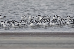 Recurvirostra avosetta