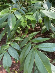 Caryomyia albipilosa