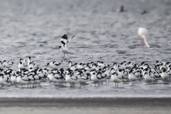 Recurvirostra avosetta