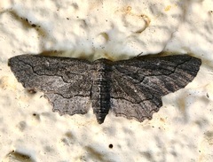 Aethaloida packardaria
