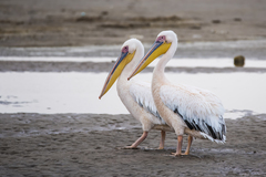 Pelecanus onocrotalus