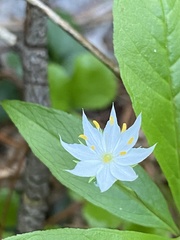 Lysimachia borealis