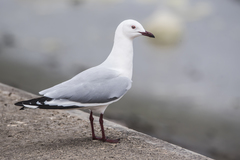 Chroicocephalus hartlaubii