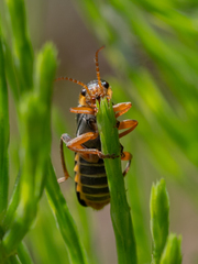 Cantharis nigricans