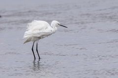 Egretta garzetta garzetta
