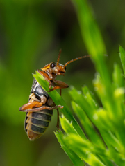 Cantharis nigricans