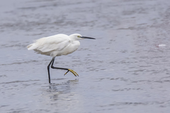 Egretta garzetta garzetta