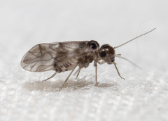 Peripsocus madidus