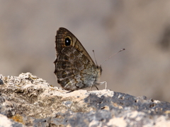 Lasiommata